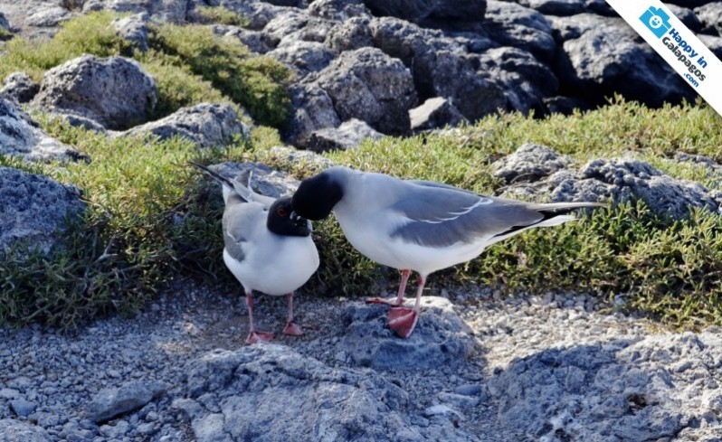 Galapagos Photo A wonderful couple of swallow tailed gull