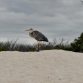 Galapagos Photo A wonderful heron in Las Bachas Beach