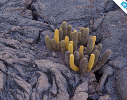 Galapagos Photo A wonderful lava cactus in Punta Espinoza