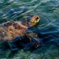 Galapagos Photo A wonderful marine turtle in Isabela Island