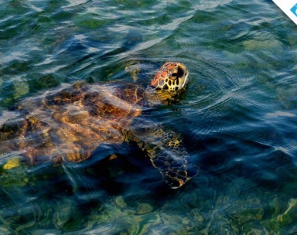 Galapagos Photo A wonderful marine turtle in Isabela Island