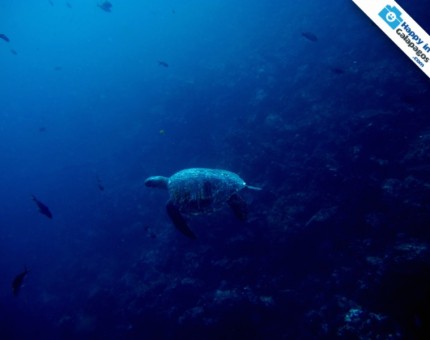 Galapagos Photo A wonderful marine turtle swimming in Champion Islet