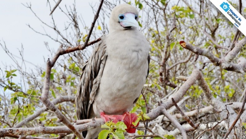 Galapagos Photo A wonderful red-footed booby in Genovesa Island