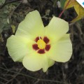 Galapagos Photo A wonderful yellow flower in the Enchanted Islands
