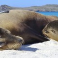 Galapagos Photo Amazing sea lions in Gardner Bay of Galapagos