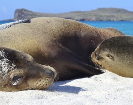 Galapagos Photo Amazing sea lions in Gardner Bay of Galapagos