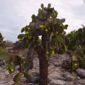 Galapagos Photo Discover the awesome plants in South Plaza Island