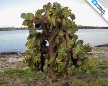 Galapagos Photo An amazing cactus of the Enchanted Islands