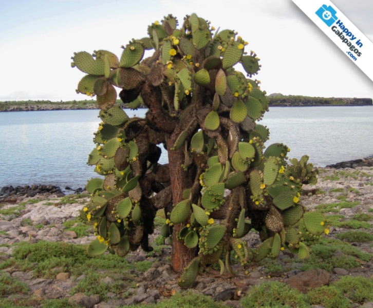 Galapagos Photo An amazing cactus of the Enchanted Islands