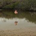 Galapagos Photo An amazing flamingo in Las Bachas Beach of Galapagos