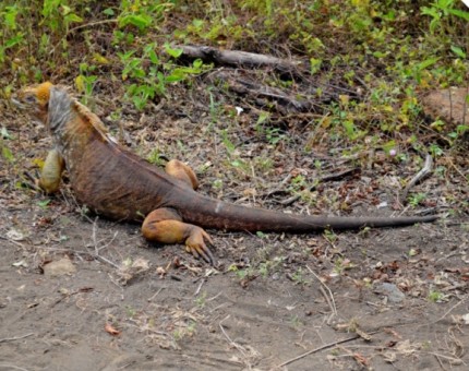 Galapagos Photo An amazing land iguana in Tagus Cove
