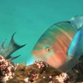 Galapagos Photo An amazing parrot fish in the Enchanted Islands