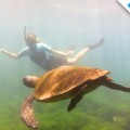 Galapagos Photo An amazing place to discover a marine turtle