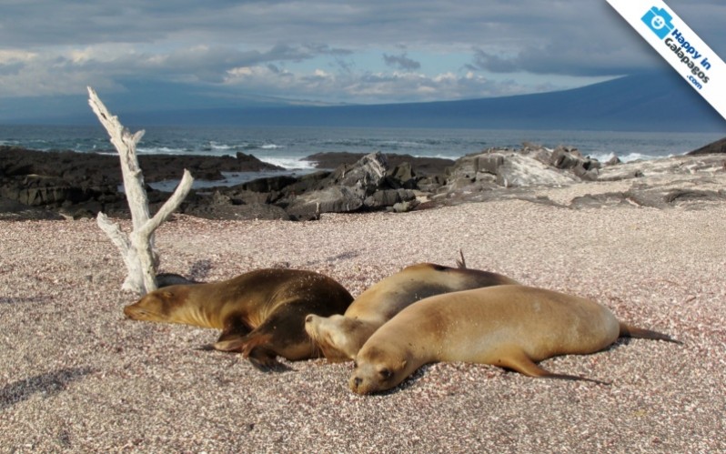 Galapagos Photo An amazing place to enjoy the beauty of Galapagos