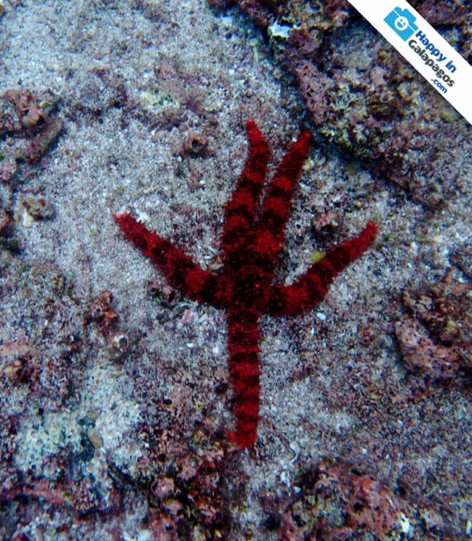 Galapagos Photo An amazing red starfish in Champion Islet
