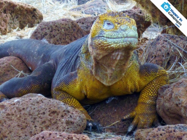 An extraordinary land iguana in Galapagos Islands