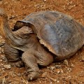 Galapagos Photo An incredible tortoise of Galapagos Islands