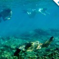 Galapagos Photo An outstanding experience in snorkeling