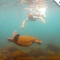 Galapagos Photo Astonishing experiences in snorkeling