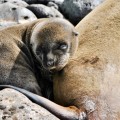 A baby sea lion in Galapagos