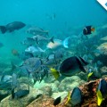 Discover the biodiversity in marine wildlife
