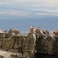Galapagos Photo Discover an amazing place for bird watching