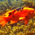 Galapagos Photo Discover this amazing orange fish in the Enchanted Islands