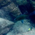 Galapagos Photo Discover this amazing parrot fish in Buccaneer Cove