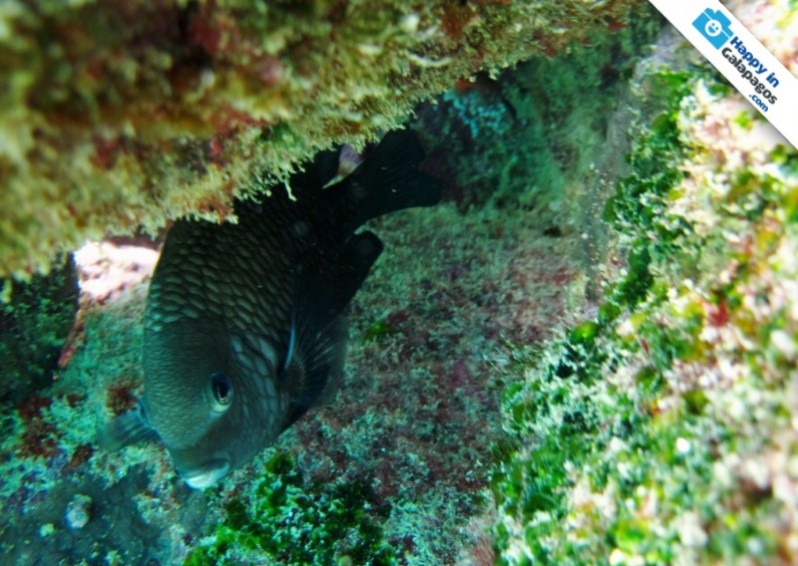 Galapagos Photo Discover this beautiful fish in Galapagos