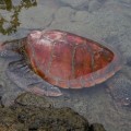 A Incredible marine turtle in Punta Espinoza