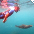 Snorkeling with playful sea lion