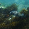 An incredible spotfin burrfish in Tagus Cove