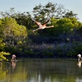 Galapagos Photo The amazing flamingos of the Enchanted Islands
