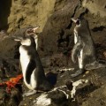 Galapagos Photo The amazing Galapagos penguins in Bartolome Island