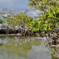 Galapagos Photo The amazing mangroves of the Enchanted Islands