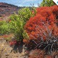 Galapagos Photo The incredible flora of the Enchanted Islands