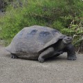 An amazing giant tortoise in Urbina Bay