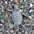 A beautiful baby of a marine turtle in Galapagos