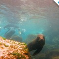 A curious sea lion in the snorkeling