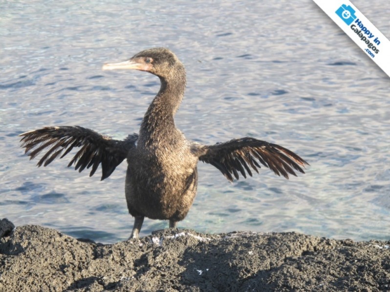 An amazing flightless cormorant in Isabela Island
