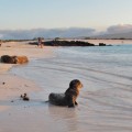 A great day in a beach of Galapagos Islands
