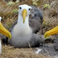 A group of albatross in Galapagos Islands