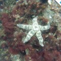 An amazing white sea starfish in Galapagos