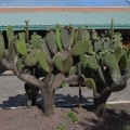 A big candelabra cactus in Santa Cruz Island