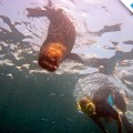 Snorkeling with a sea lion in the Galapagos Islands