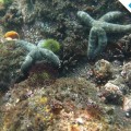 Awesome starfishes in Isabela Island