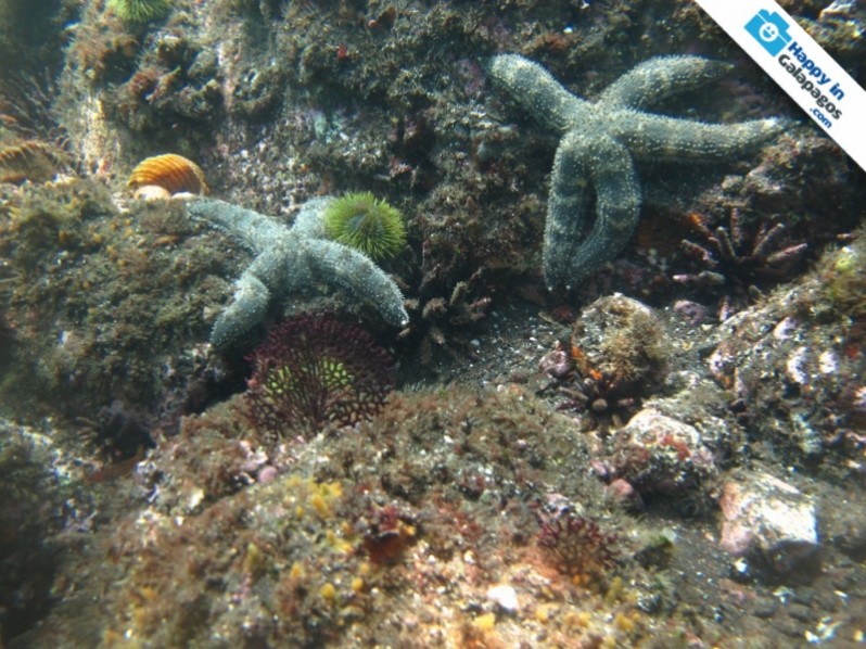 Awesome starfishes in Isabela Island