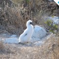 A baby blue-footed boobie in North Seymour Island