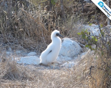 A baby blue-footed boobie in North Seymour Island