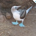 A nice blue-footed boobie in Seymour